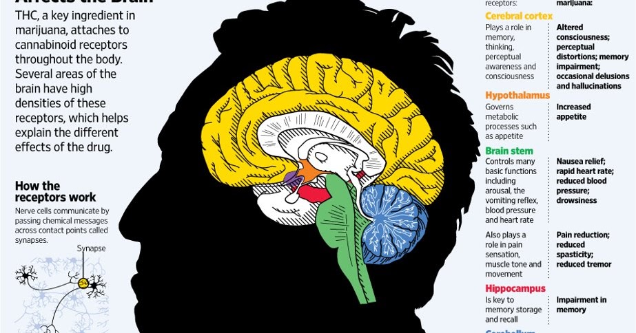 Мозг после марихуаны выращивание конопли на гидропонике в дом